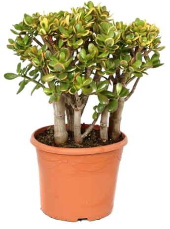 Plant in a Box - Crassula ovata 'Sunset' XL - Zimmerpflanze - Sukkulente - ⌀ 30 cm - Höhe 55-60 cm