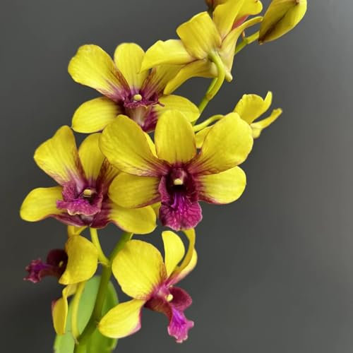 150 pcs dendrobium nobile orchideen samen - schattenpflanzen winterhart balkonpflanzen frühling herbstblumen samen zimmerpflanzen blumensamen geschenk pflanze gartenpflanzen winterhart