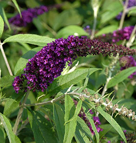 Sommerflieder Black Knight 125-150cm - Buddleja - lebende Gartenpflanze aus den Baumschulen