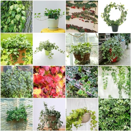 200 pcs efeu samen - zimmerpflanzen wenig lichtbedarf Efeutute zimmerpflanze, balkonpflanzen winterhart schnellwachsend topfpflanzen draußen winterhart rankpflanze dekopflanzen bonsai