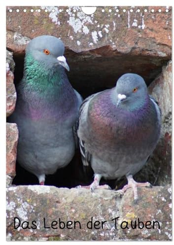 Das Leben der Tauben (Wandkalender 2026 DIN A4 hoch), CALVENDO Monatskalender: Tauben (Columbidae) (CALVENDO Tiere)
