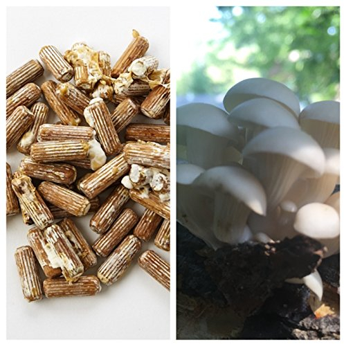 Grey Dove Laich- und Wachs-Kombination – Graue Taubenpilze, Pilz, Mycel, Plug, Spawn – 100 Stück – 85 g Wachs, essbarer Gourmet & medizinische Austernpilze auf Bäumen & Holzscheiten
