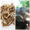 Grey Dove Laich- und Wachs-Kombination – Graue Taubenpilze, Pilz, Mycel, Plug, Spawn – 100 Stück – 85 g Wachs, essbarer Gourmet & medizinische Austernpilze auf Bäumen & Holzscheiten