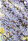 Potted Hardy Ornamental Cherry Tree Shrubs, Ideal for Small Gardens & Borders, Spring Flowering Blossom, Autumn Foliage Colour, 2X Prunus (Cherry) Kojo-no-mai Plants in a 9cm Pot by Thompson & Morgan