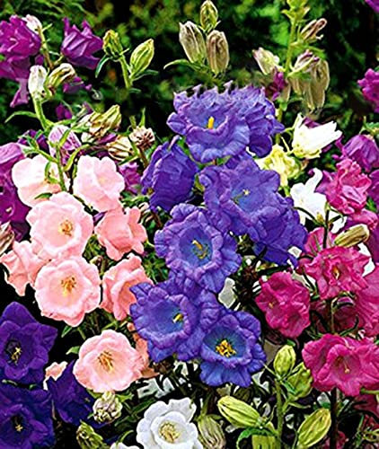 Visionn4ever 500 Seeds Canterbury Bells Mix Cup and Saucer Campanula Medium calycanthema for Planting Garden Yard Patio and Useful for Gifts