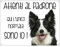 CARTELLO CANE - BORDER COLLIE Attenti al padrone qui l'unico normale sono io - Con Adesivo in Vinile e Pannello in Forex (Pannello 5mm Stampato)