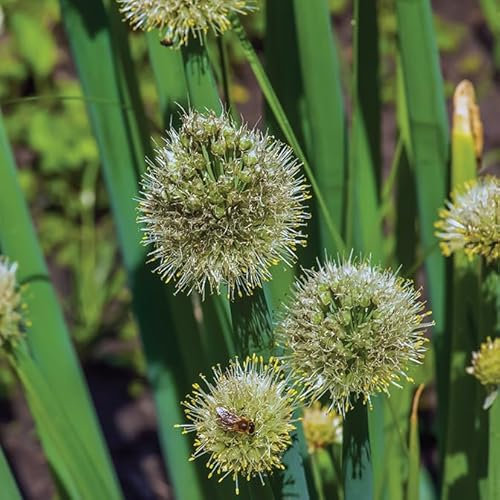 Gardeners Kitchen - Welsh Onion Plants - 3 x 10cm Pot Herb Plants. (Allium fistulosum)