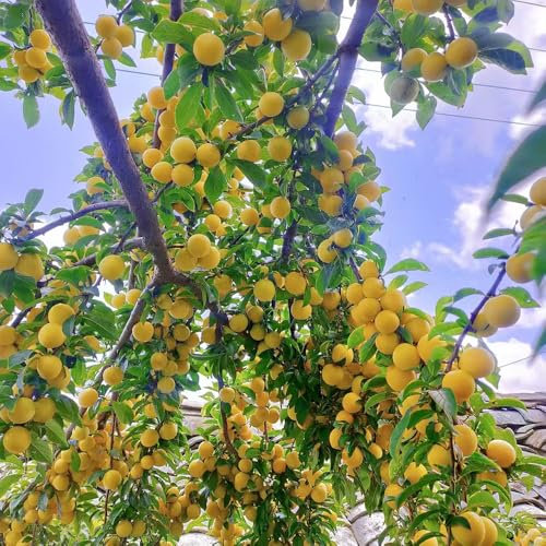 pflaumenbaum samen obstbäume pflaumen samen obstbaum saatgut Zwetschgenbaum samen winterharte pflanzen für garten, geschenk für gartenliebhaber, stämmchen winterhart geschenke für 10pcs