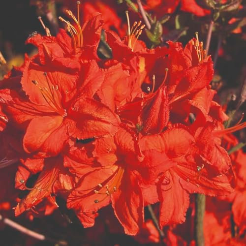 Rhododendron 'Fireball' (Azalea Group) - Flame-Red Blooms - Copper to Green Foliage - RHS AGM Award Winner - Hardy for Acid Borders - 1X 7 Litre Pot by Thompson and Morgan