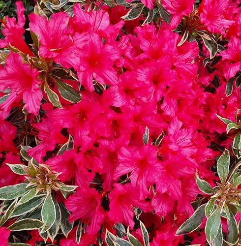Japanische Azalee Silver Sword 40-50cm - Rhododendron obtusum - Zwerg Alpenrose