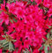 Japanische Azalee Silver Sword 40-50cm - Rhododendron obtusum - Zwerg Alpenrose