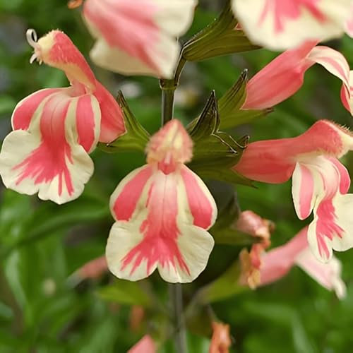 Salvia x jamensis 'Belle De Loire’- Salvia That is Ready to Plant Out- Comes Back Every Year (Hardy) - Flowers from Summer to Autumn- Loved by Bees (Middleton Nurseries) (P9(9cm Pot))