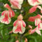 Salvia x jamensis 'Belle De Loire’- Salvia That is Ready to Plant Out- Comes Back Every Year (Hardy) - Flowers from Summer to Autumn- Loved by Bees (Middleton Nurseries) (P9(9cm Pot))