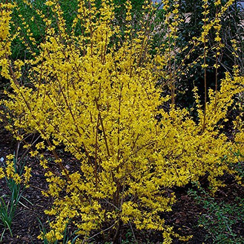 Pack X3 Forsythia Spectablis Perennial Garden Shrub Pot Plants 7cm