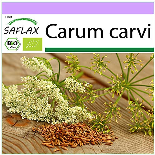 SAFLAX - BIO - Kümmel - 800 Samen - Carum carvi