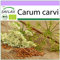 SAFLAX - BIO - Kümmel - 800 Samen - Carum carvi