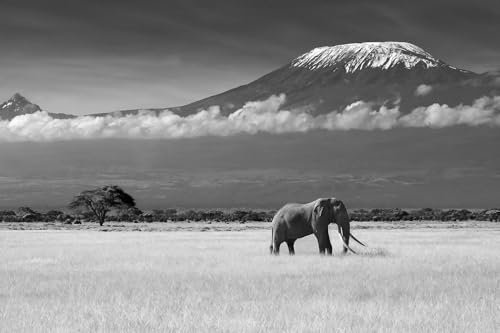 Hexoa Tableau Elephant et Kilimanjaro - Made in France - Tableau Verre Acrylique 60x40