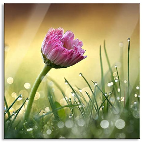 Pixxprint Glasbild, Wandbild auf Echtglas, rosa Gänseblümchen im Gras, 40x40 cm, inkl. Aufhängung und Abstandshalter