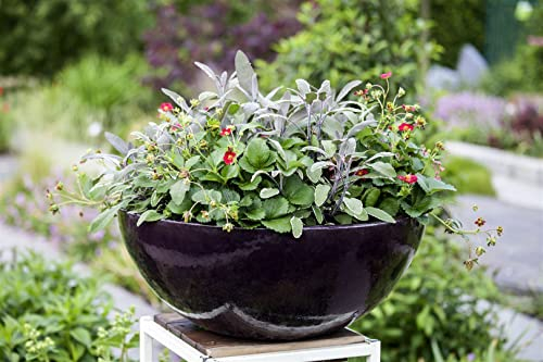 Salvia officinalis 'Tricolor' ca. 9x9 cm Topf - Bunter Salbei, dreifarbige Blätter, ideal für Kräutergärten, aromatisch, pflegeleicht, bienenfreundlich