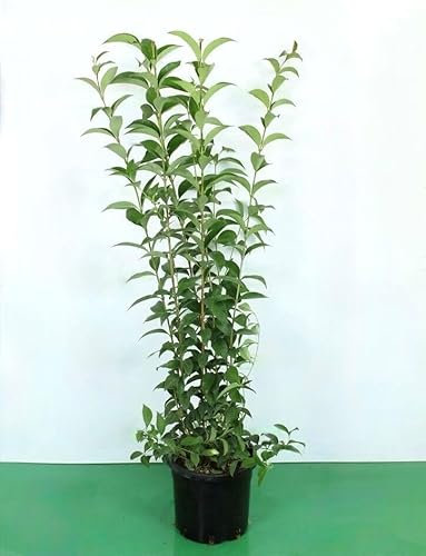 Ligustro a foglie ovali Ligustrum Ovalifolium pianta da siepe in vaso ø15 cm h. 50/70 cm Vivaio di Castelletto