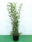Ligustro a foglie ovali Ligustrum Ovalifolium pianta da siepe in vaso ø15 cm h. 50/70 cm Vivaio di Castelletto