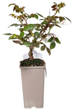 Rosal Compacto en Maceta – Arbusto de Rosas Vivas con Flores Variadas y Aroma