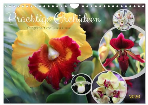 Prächtige Orchideen (Wandkalender 2026 DIN A4 quer), CALVENDO Monatskalender: Verschiedene Orchideen in kräftigen Farben (CALVENDO Natur)
