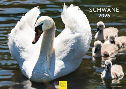 Edition Seidel Premium Kalender Schwäne 2026 Format DIN A3 Wandkalender Vogelkalender Schwan Küken Wasservögel Vögel Wildvögel Wildtiere