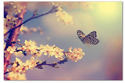 120x80cm - Fotodruck auf Leinwand und Rahmen Kirschblüten Schmetterling Frühling Natur - Leinwandbild auf Keilrahmen modern stilvoll - Bilder und Dekoration