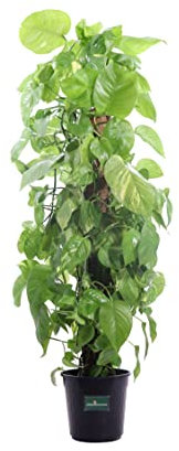 Pianta di Pothos Aurea Bastone Pianta di Epipremnum Aureum Bastone pianta da interno pianta da appartamento pianta ornamentale di Pohtos pianta vera di Pothos venduta da eGarden.store (Vaso 24 cm)