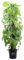 Pianta di Pothos Aurea Bastone Pianta di Epipremnum Aureum Bastone pianta da interno pianta da appartamento pianta ornamentale di Pohtos pianta vera di Pothos venduta da eGarden.store (Vaso 24 cm)
