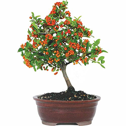 Árbol Espino de Fuego Natural Bonsái con Maceta Decorativa Especial