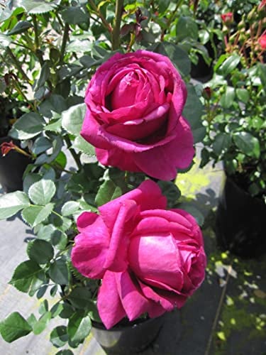 Rosa Für Elise ® - Beetrose Für Elise ® - Kordes Rose - ADR Rose