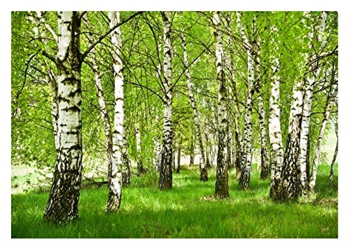 WallArena - Vlies Fototapete Wald Birken Birkenwald Bäume Sonne Landschaft 368x254 cm - Fototapeten - Tapeten - für Wohnzimmer Schlafzimmer - Vliestapete Wandtapete Tapete 3D Effekt- inkl. Kleister