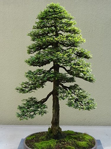 Pinkdose 15 Seeds Sequoia Sempervirens (Sequoia Coast Redwood Tree) Bonsai