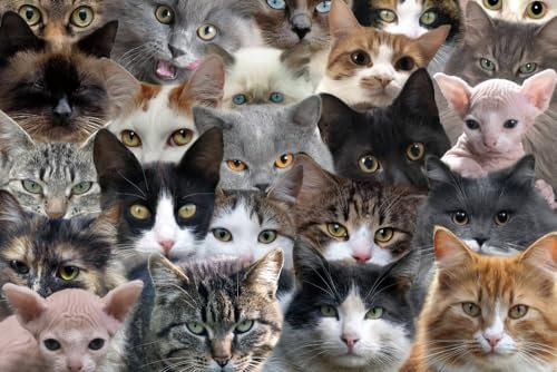 WESEN Puzzle 1000 Teile, Tierwert, Blumen, Vögel, Hunde, Katzen Puzzle 1000 Teile, Frohe Weihnachten Elch/Hund/Wolf Schloss/Tier Puzzles Spielzeug für Erwachsene Kinder (Cats)