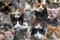 WESEN Puzzle 1000 Teile, Tierwert, Blumen, Vögel, Hunde, Katzen Puzzle 1000 Teile, Frohe Weihnachten Elch/Hund/Wolf Schloss/Tier 1000 Teile Puzzles Spielzeug für Erwachsene Kinder (Cats)
