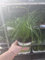 Cyperus Zumula Katzengras, 3er Set, Frische Zimmerpflanze für Katzen, Natürliche Verdauungshilfe