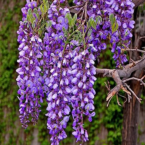 Luojuny Semillas de Wisteria, 50 Unids/bolsa Semillas de Wisteria Perennes Bien Florecientes Plantas Trepadoras Semillas de Flores de Wisteria Púrpura para Parque Semillas de glicinia sinensis