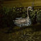 Garden mile® Solar Powered Light Up Peacock With LED Lights Copper Effect Metal Garden Animal Sculptures Stunning Versatile Garden Ornaments Decoration Energy Saving LED Ornament (Peacock)