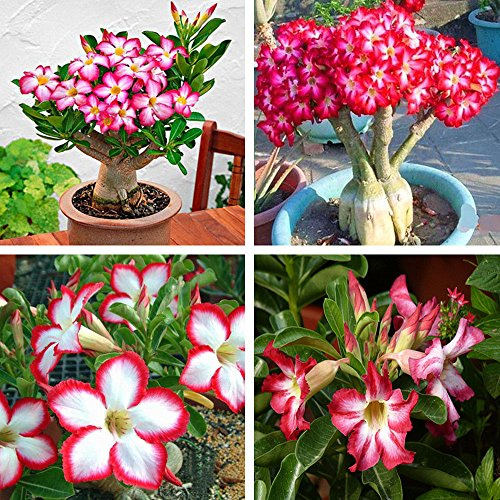DEWIN Bonsai Samen - Wstenrose seltene rosa Wüstenrose Samen, Bonsai Tree Plant Decor(5PCS)