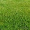 10 Kg Grassamen Rasensamen Buga Rasenzauber Nr. 9 für ca 400m² - der schnelle Zierrasen - Mähroboter - Grassamen - Premium Rasensamen - Neunalage - Nachsaat