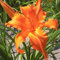 Taglilien zwiebeln,winterhart pflanze,Seltene Pflanze,Dekorative Blumen,taglilien mehrjährig Pflanze,Hemerocallis pflanzen,Taglilien rhizome Winterhart,Hemerocallis Knollen.-3zwiebeln-L