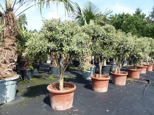 gruenwaren jakubik Olivenbaum 140-180 cm mit vielen Oliven winterhart Olea Europaea Bonsai