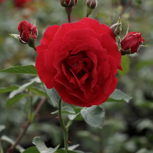 Kletterrose Sympathie ® - Der topf / 4L / Lieferhöhe 15-40cm