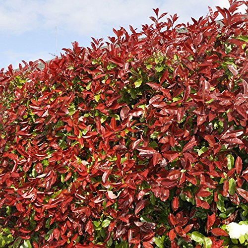 Photinia fraseri 'Red Robin' Arbusto - Siepe sempreverde, pianta da giardino a crescita rapida, resistente arbusto a foglie rosse per schermare