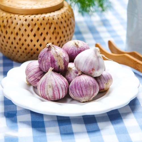 200 pcs knoblauch samen zum pflanzen winterknoblauch balkon pflanze pflanzknoblauch, kräutergarten geschenk knoblauchsamen, gartenpflanzen wildkräuter samen zimmerpflanze kräuter pflanzen