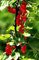 20 Red WAX CORINTHE essbare Fruchtbeeren rosa Blüten Strauch Ribes Cereum Samen