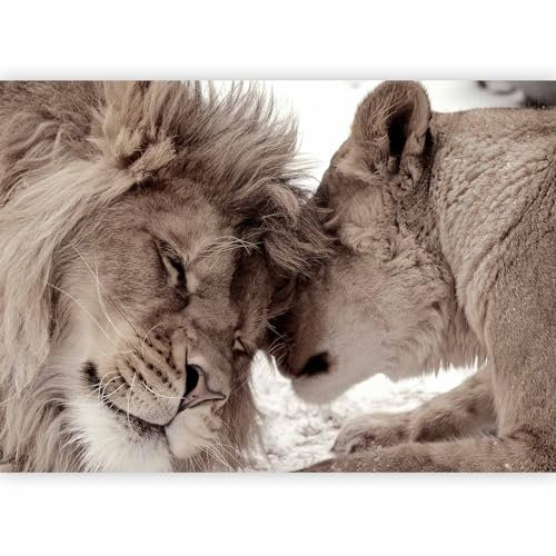 murando - Papier peint panoramique animal 350x256 cm - Revêtement mural décoration pour chambre salon - Design moderne - Marron beige blanc - Chats lions aiment la nature animaux g-B-0034-a-b