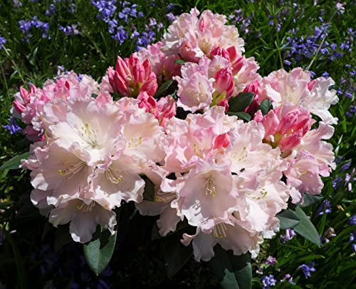 Rhododendron Plant Large Bush Evergreen 'Dreamland' Yakushimanum Hybrid RHS AGM Winner Pink Blooms Hardy Shrub Easy to Grow Your Own Outdoor Garden Flower Plants 1x 7-Litre Potted Plant by Suttons
